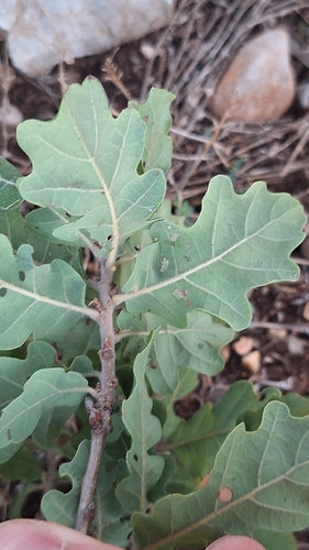 downy oak