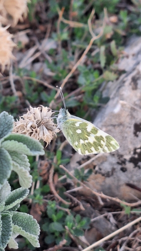 Eastern Bath White