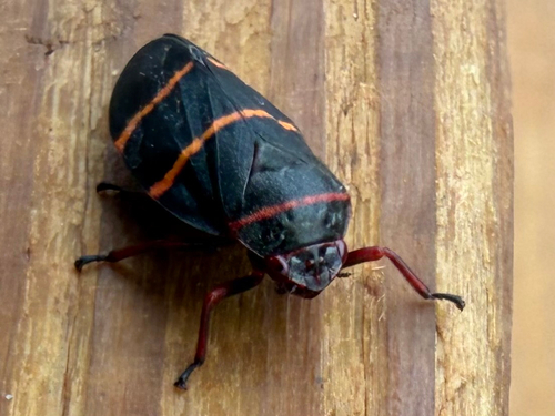 Two-lined Spittlebug
