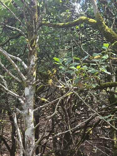 European holly