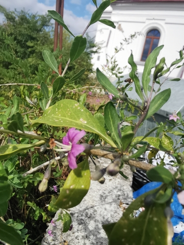 matrimony vine