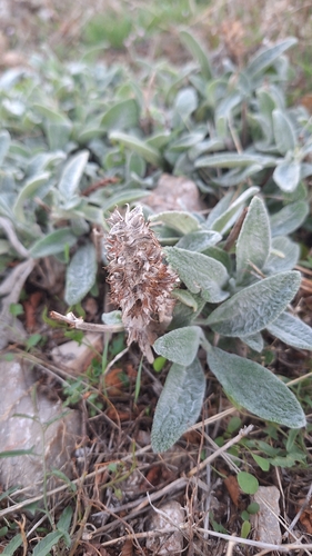 Stachys thirkei
