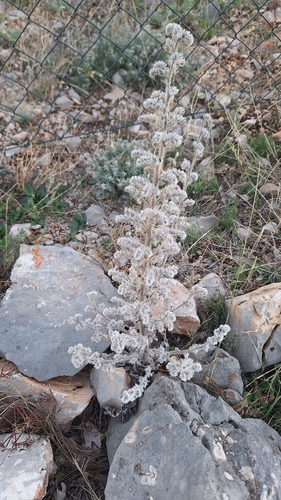 Pale Bugloss