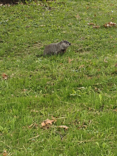 Groundhog