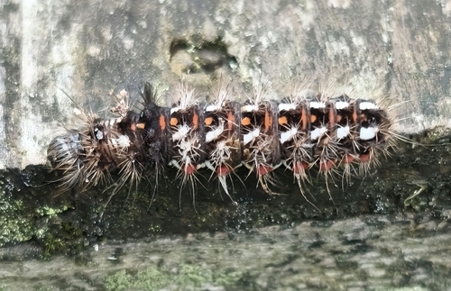 Knot Grass Moth