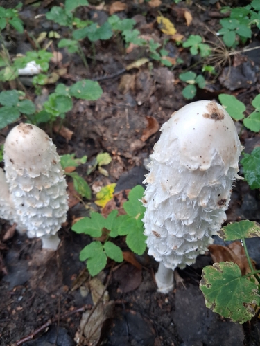 Shaggy Mane