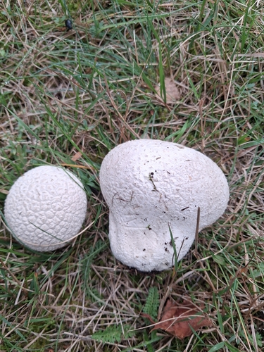 Mosaic puffball