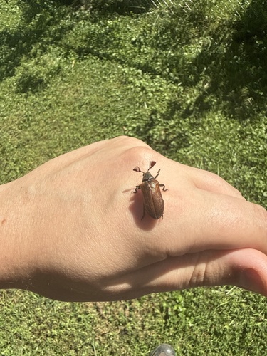 Cedar Beetle