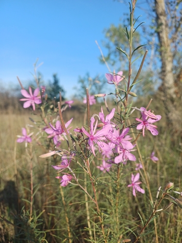 Rosemary-leaved Willowherb