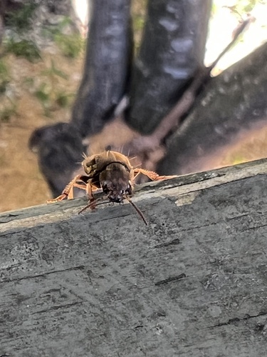 Brown Rove Beetle