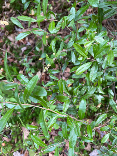leatherleaf