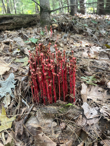 pinesap