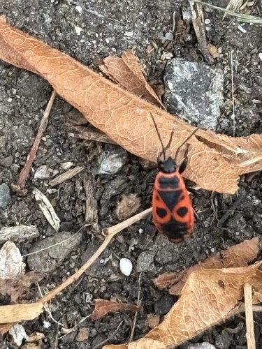 European Firebug