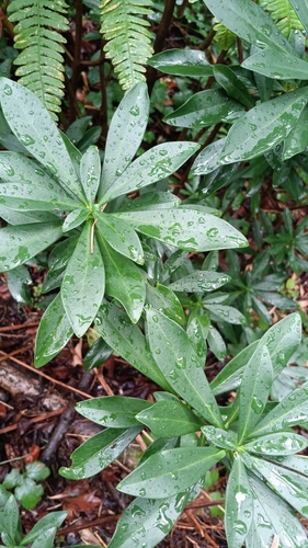Spurge-laurel