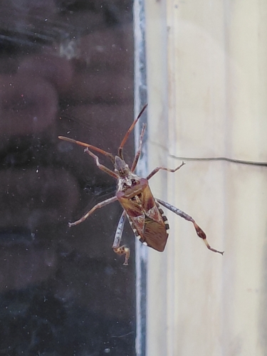 Western Conifer Seed Bug
