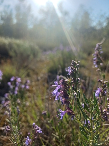Hyssop
