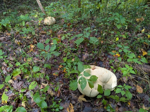 giant puffball