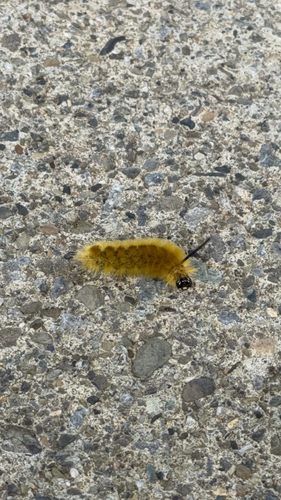 Banded Tussock Moth