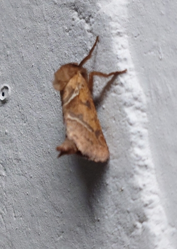 Orange Swift