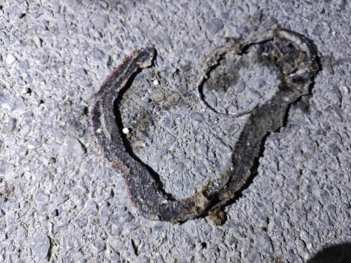 Western China Keelback