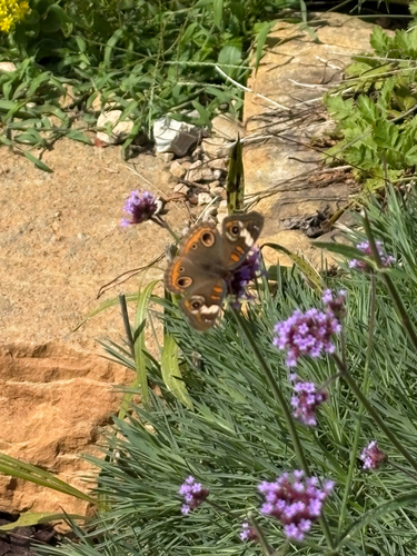 Common Buckeye