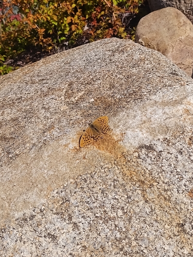 Silver-washed Fritillary