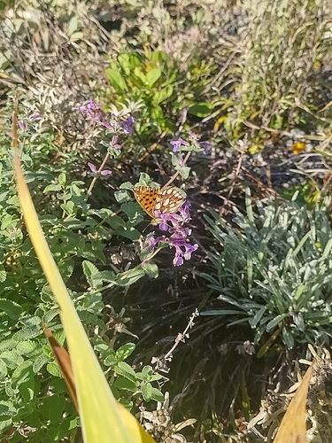 Queen of Spain Fritillary