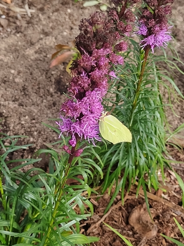 Common Brimstone