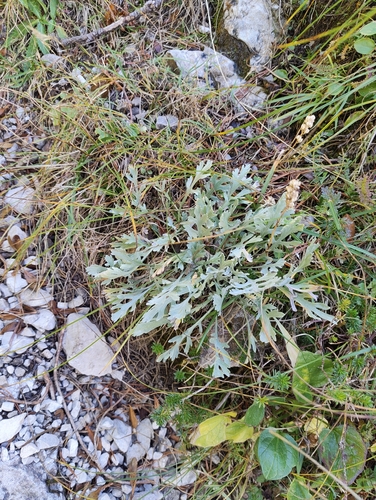 Silvery Yarrow