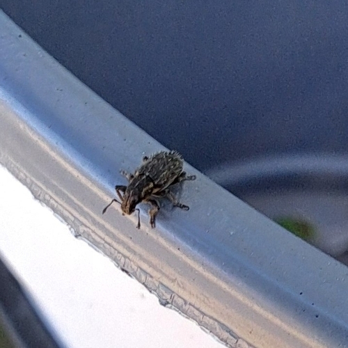 Clover Weevil