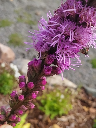 Parasyrphus lineolus