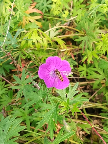 Marmalade Hover Fly
