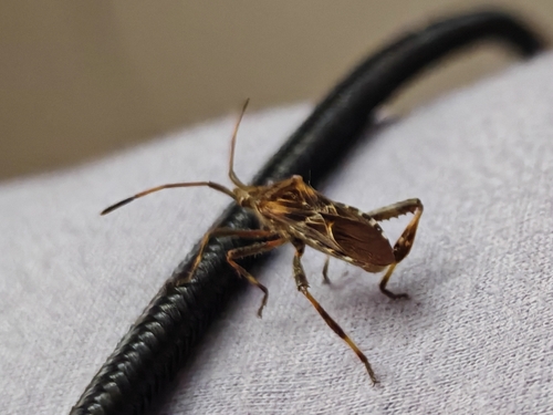 Western Conifer Seed Bug