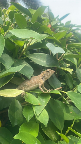 Thai Garden Lizard
