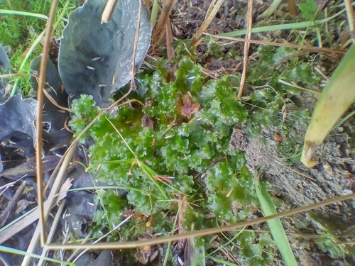 Common Kettlewort