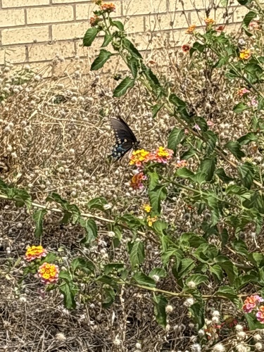 Pipevine Swallowtail