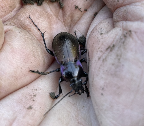 Bronze Ground Beetle