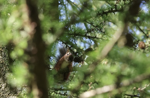 Eurasian Red Squirrel