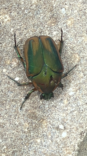 Common Green June Beetle