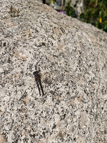 Black Meadowhawk