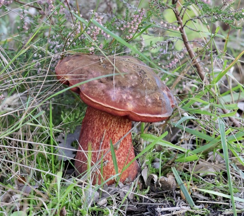 Dotted Stem Bolete
