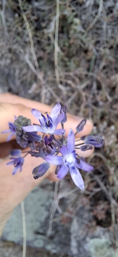 Autumn Squill