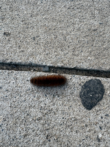 Isabella Tiger Moth