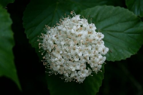 bracted arrowwood (Viburnum bracteatum)