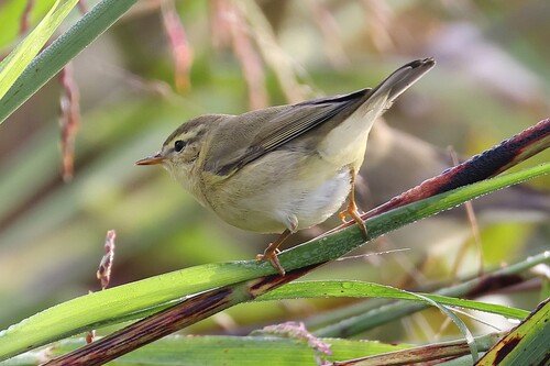 Willow Warbler