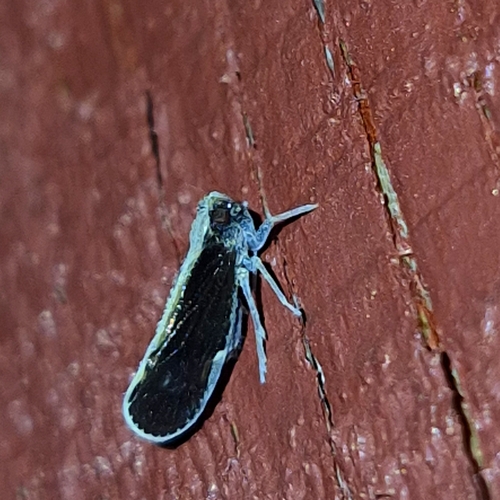 Pintalia delicata