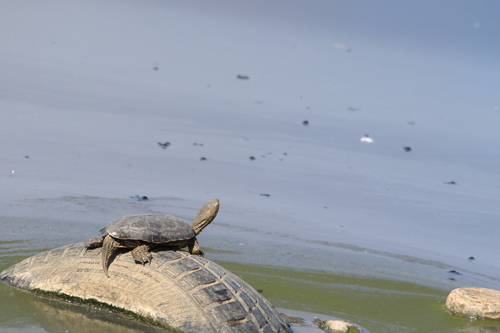 Saharan Pond Turtle