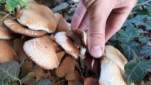 Poplar Fieldcap