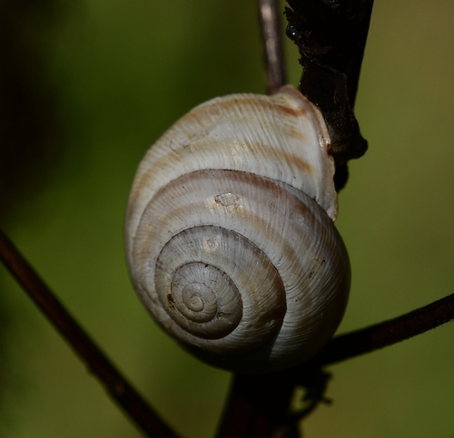 Vineyard Snail