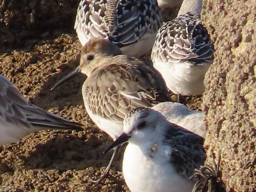 Dunlin